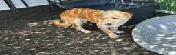 Mixed Breed dogs for adoption: Boba - Dereham Norfolk  in Dereham - Advert 7