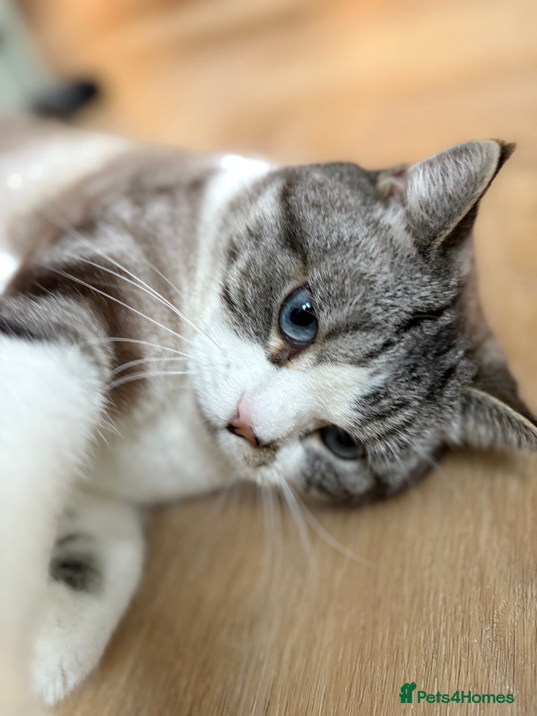 Persian cats for sale: 2 Year Old Persian / Mixed (shorthair) Cat - Image 2