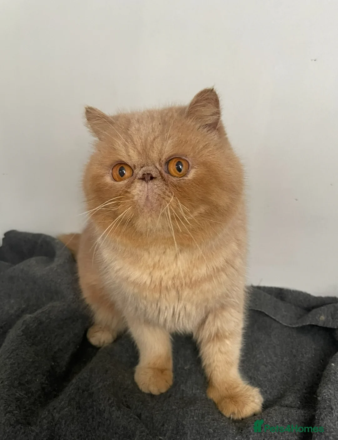 British Shorthair cats for sale: Male exotic  - Advert 3