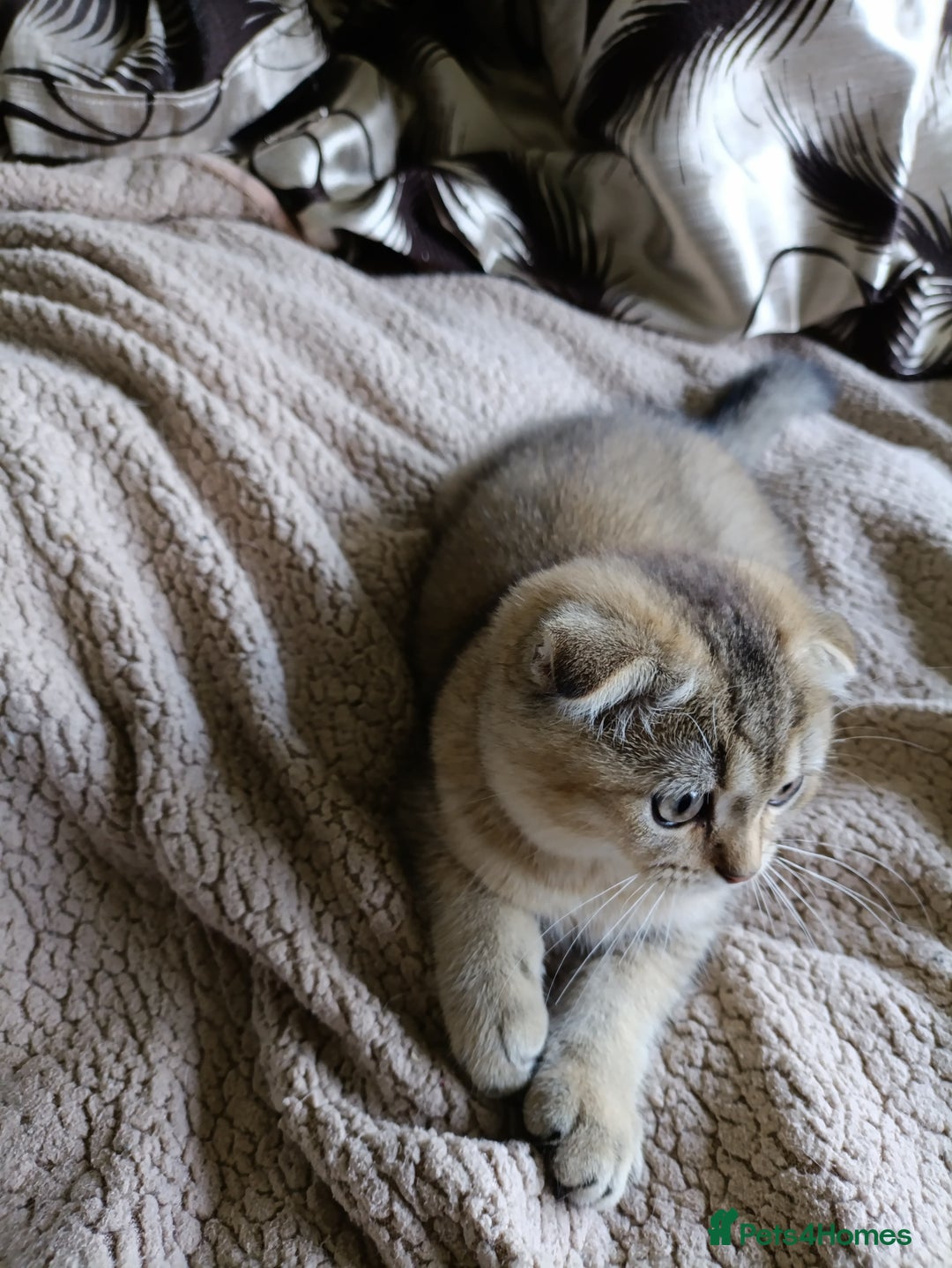 Scottish Fold cats for sale: Scottish fold kittens  - Image 36