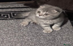 Scottish Fold cats for sale: Scotish kitten  - Image 3