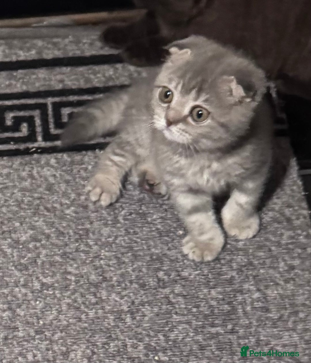 Scottish Fold cats for sale: Scotish kitten  - Image 3