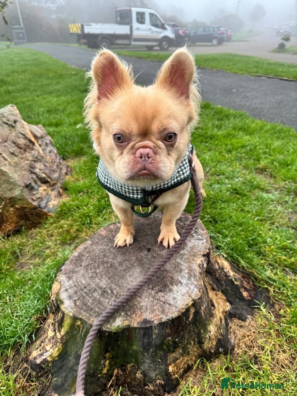 French Bulldog dogs Male French Bulldog (REHOME) - Advert 4