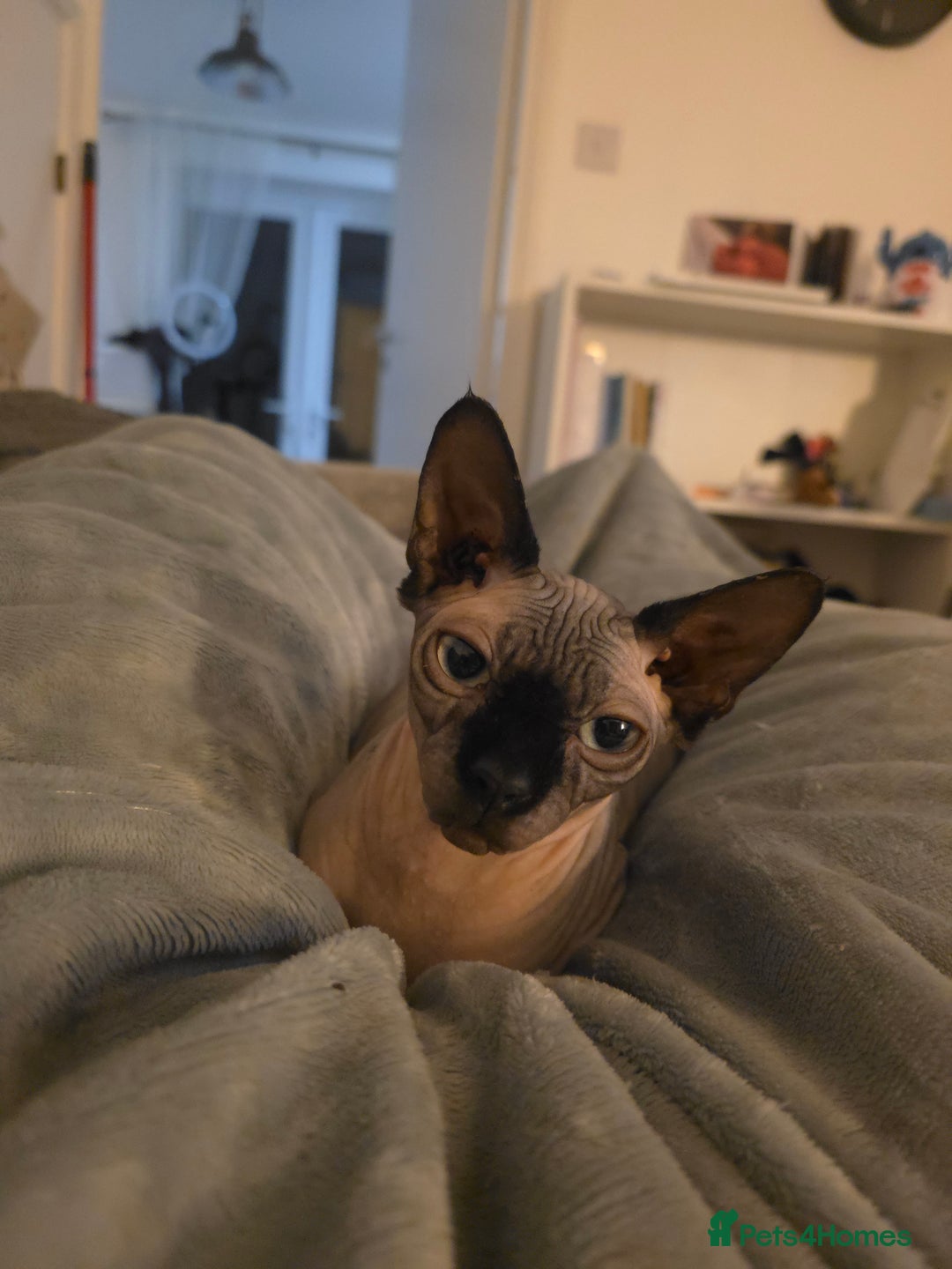 Sphynx cats for sale: Female Sphynx Cat - Image 9