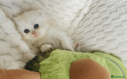 Persian cats for sale: 4 Beautiful Pure Persian Kittens PKD Neg - Image 10