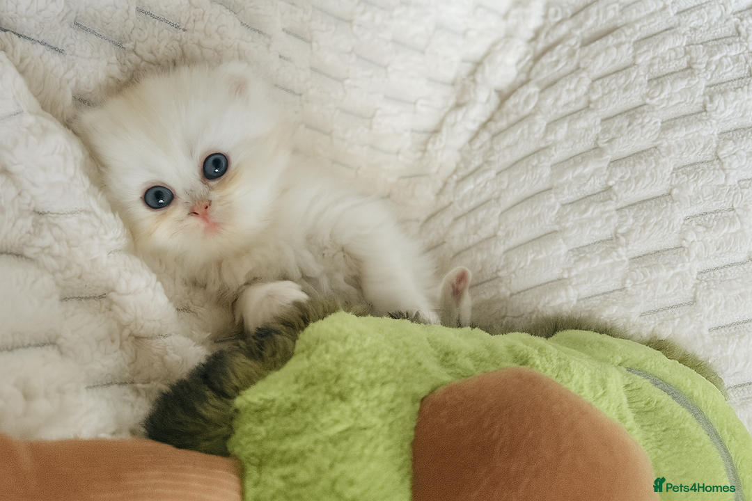 Persian cats for sale: 4 Beautiful Pure Persian Kittens PKD Neg - Image 10