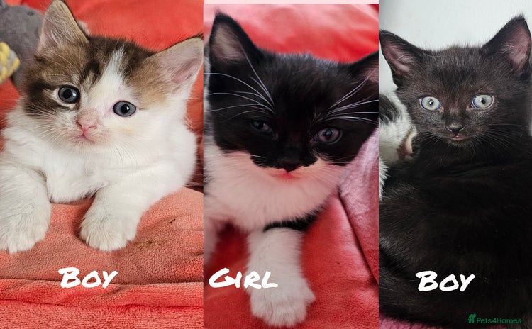 Mixed Breed cats - Advert 16