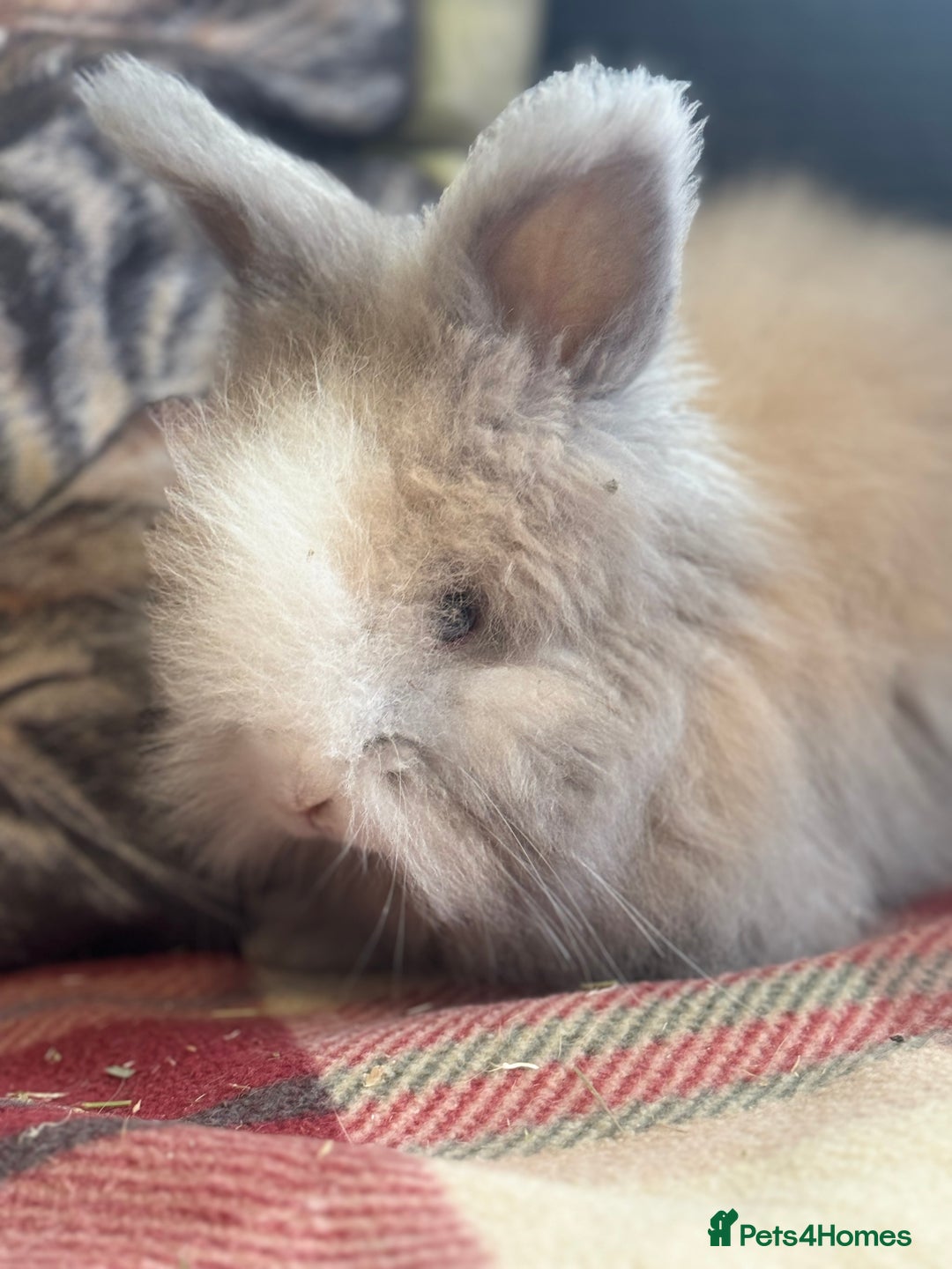 Angora rabbits for sale: Stunning pure bred English angora babies - Image 6