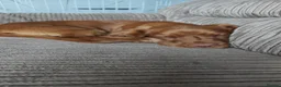 Cocker Spaniel dogs for sale: Female Cocker Spaniel 6 months  - Advert 3