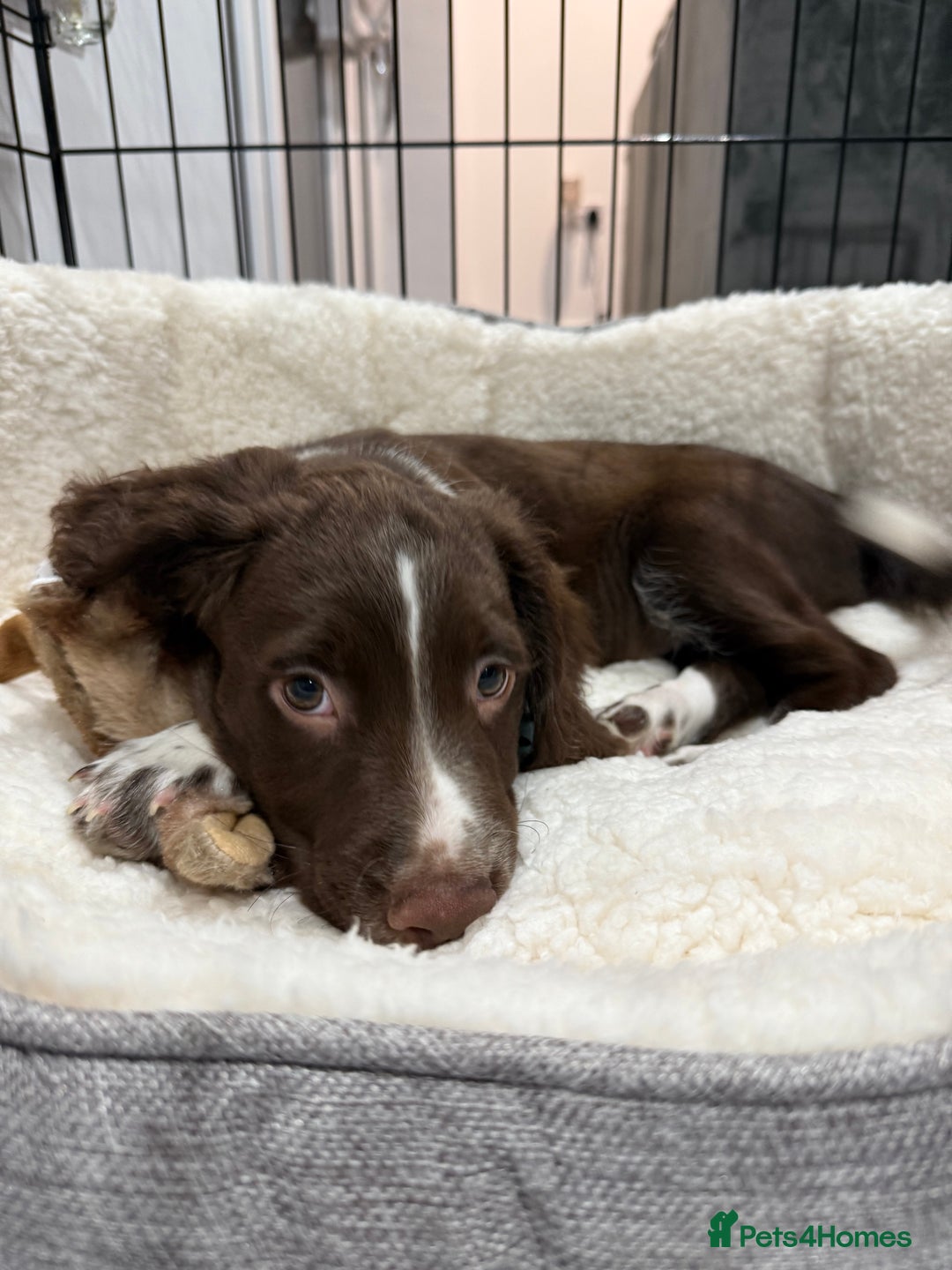 English Springer Spaniel dogs for sale: English springer spaniel  - Image 2
