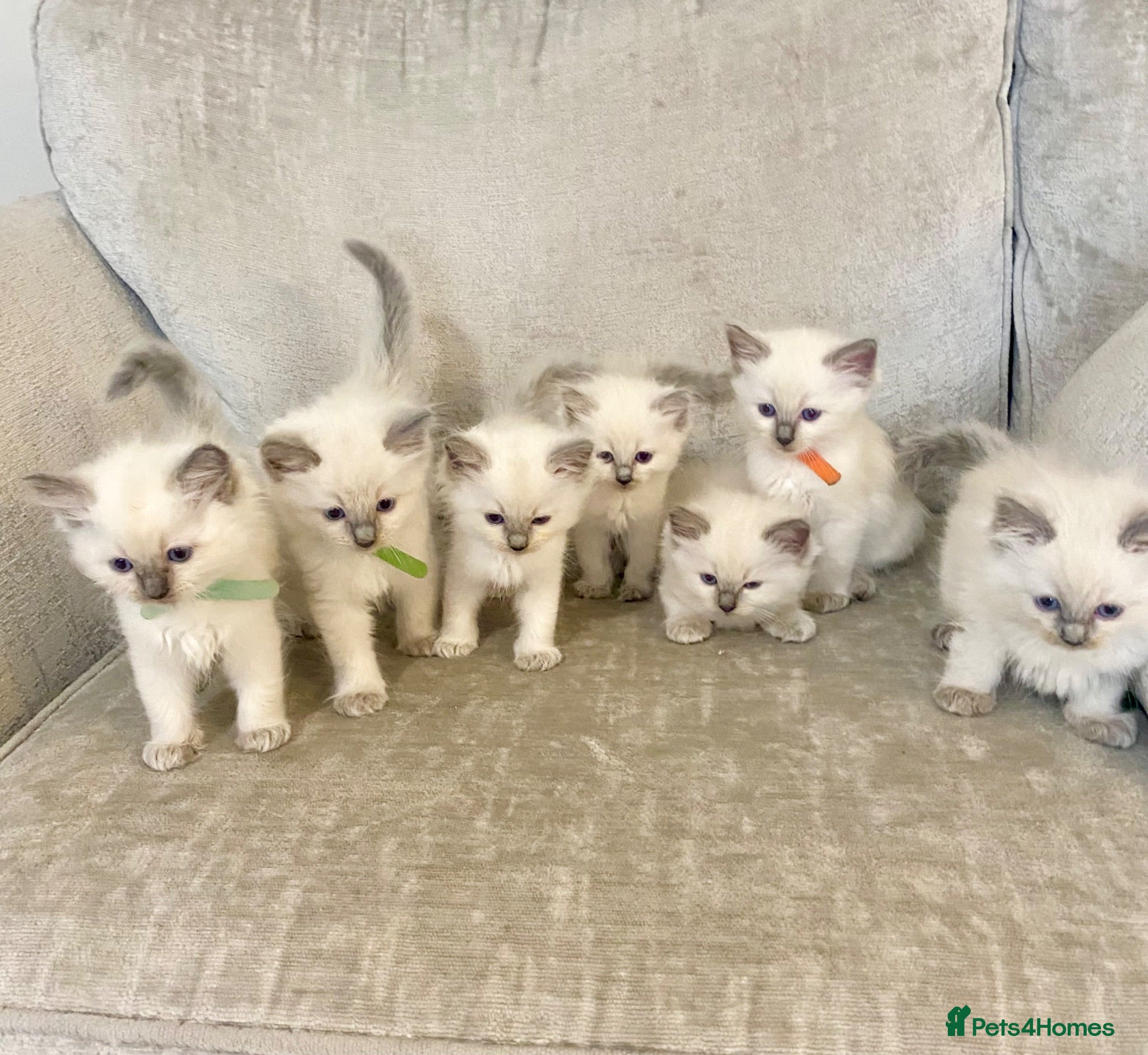 Ragdoll cats Ragdoll kittens - Advert 1