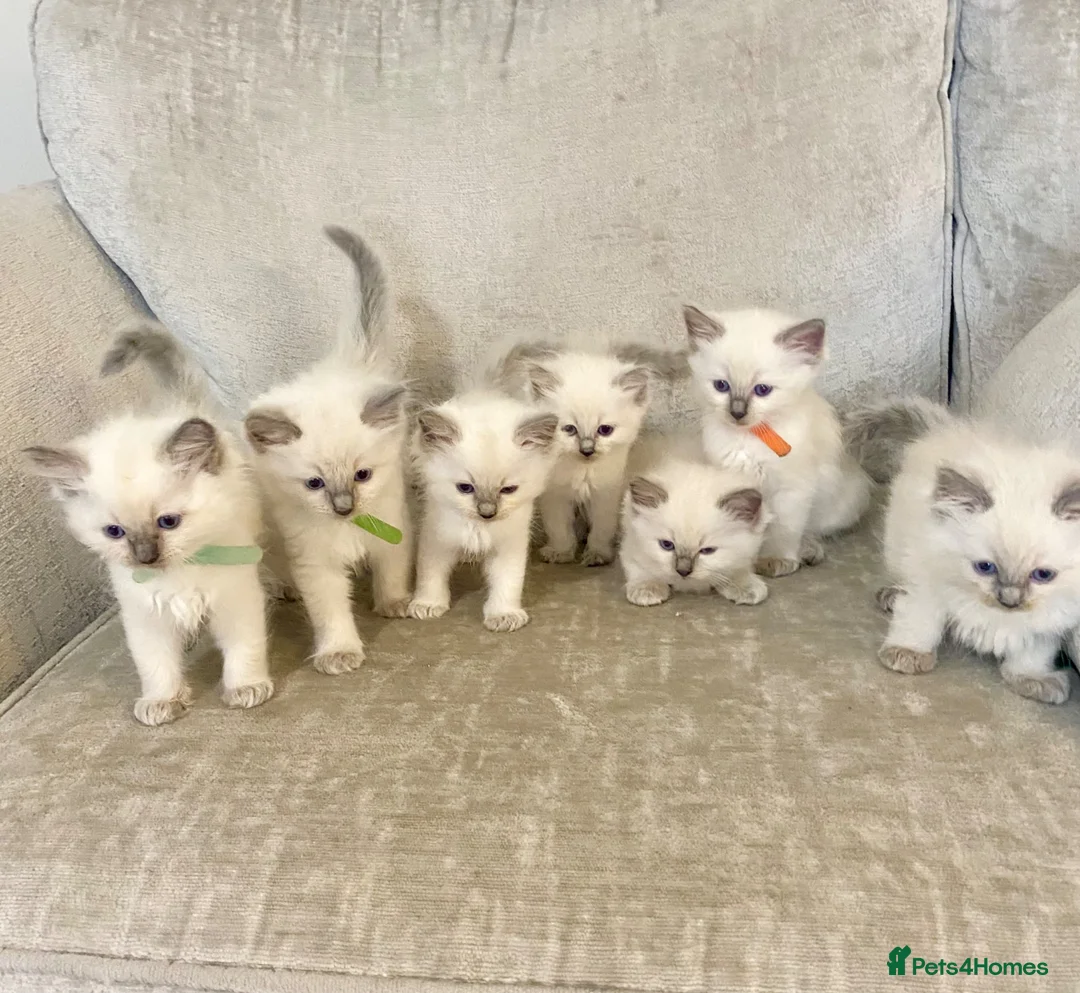 Ragdoll cats for sale: Ragdoll kittens - Advert 1