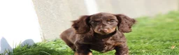 Dachshund dogs for sale: MINIATURE DACHSHUND PUPPIES FOR SALE - Advert 39