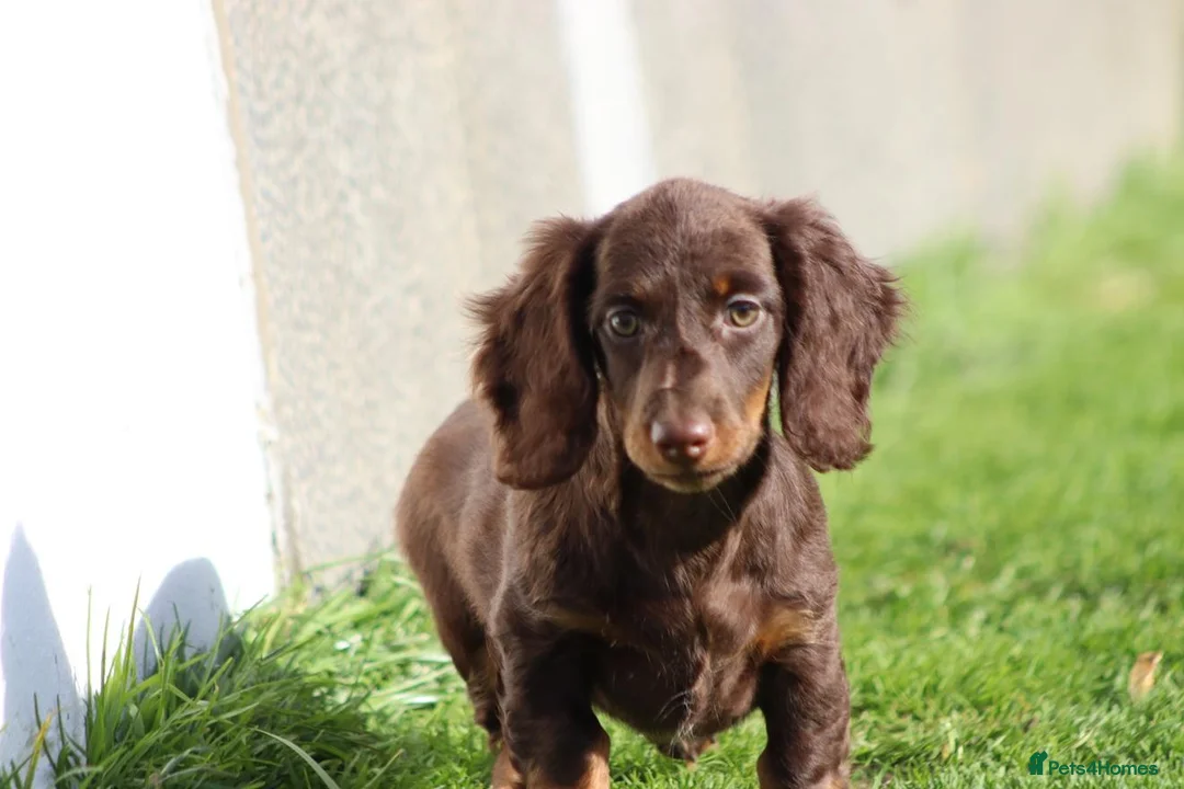 Dachshund dogs for sale: MINIATURE DACHSHUND PUPPIES FOR SALE - Advert 39