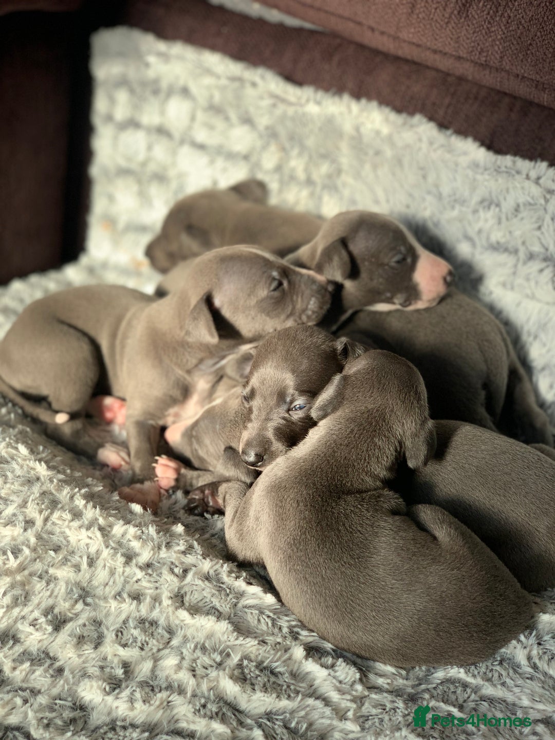 Whippet dogs for sale: Blue Kennel Club Registered Whippet puppies  - Advert 2