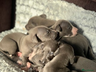 Whippet dogs Blue Kennel Club Registered Whippet puppies - Advert 10