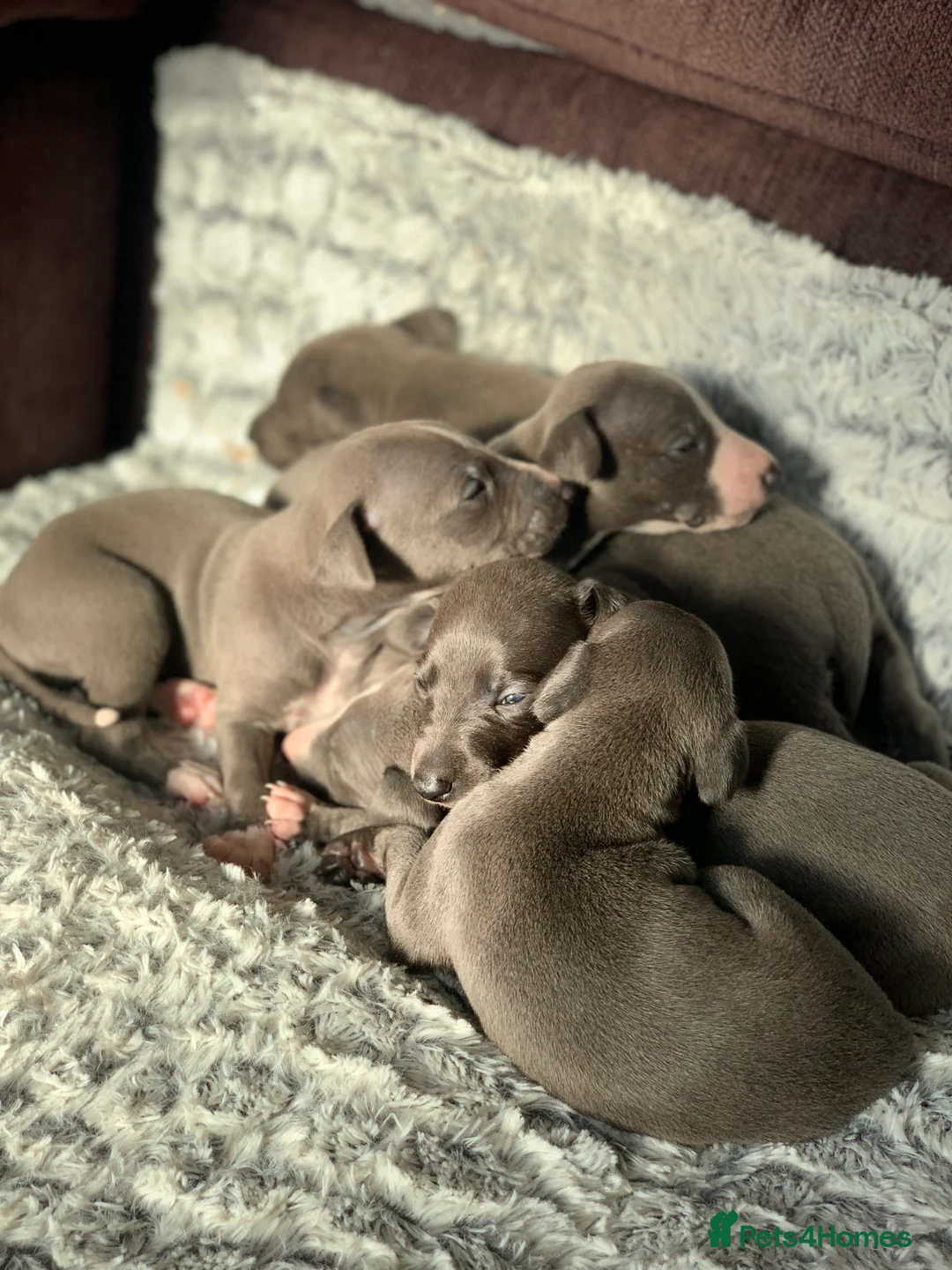 Whippet dogs for sale: Blue Kennel Club Registered Whippet puppies  - Advert 3