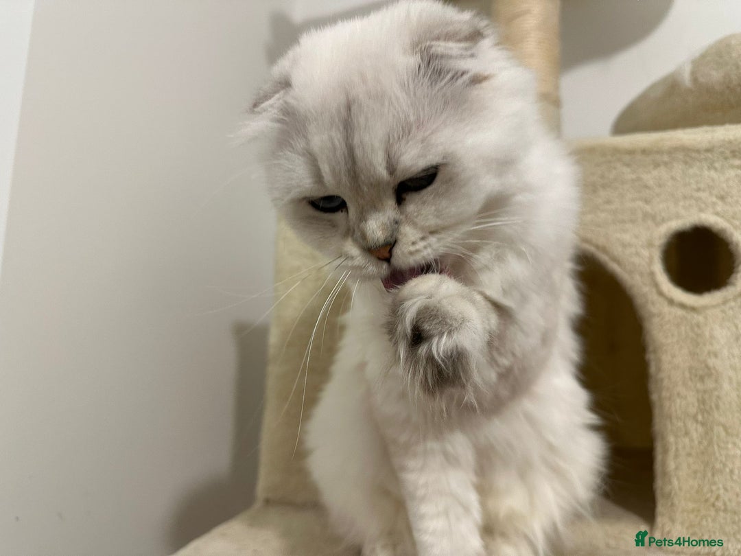 Scottish Fold cats for sale: TRIPLE FOLD girl! - Image 3