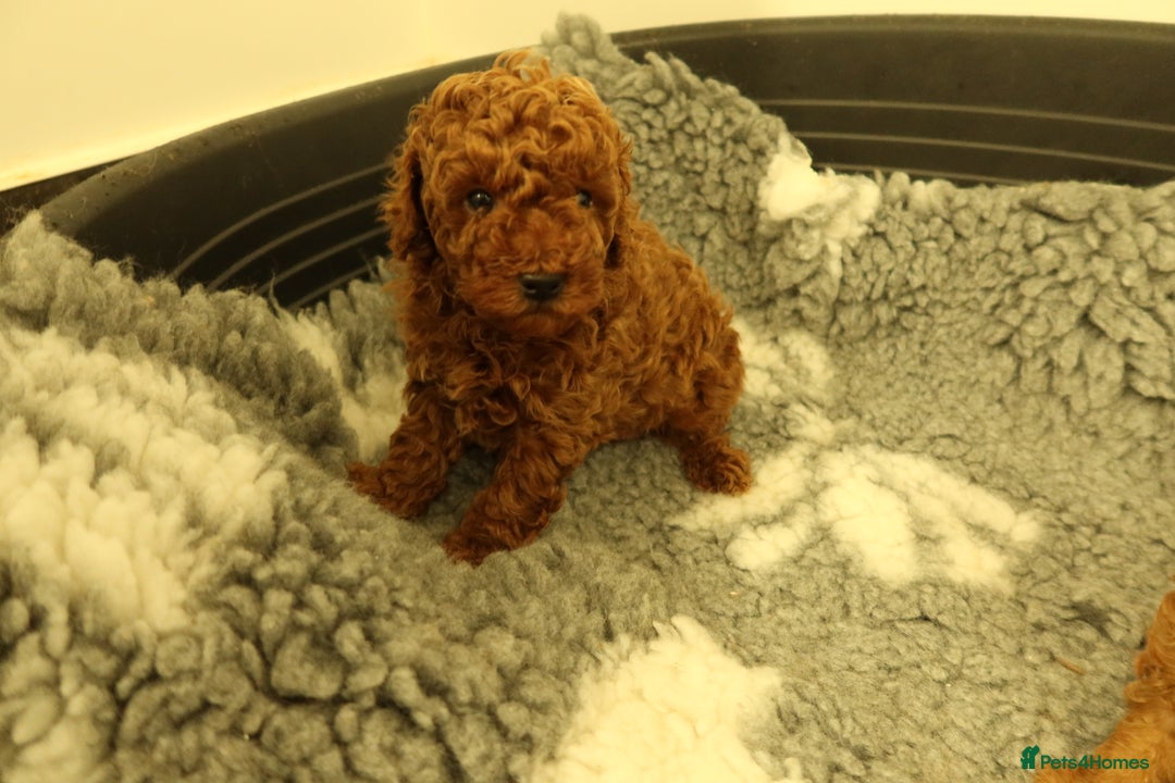 Toy Poodle dogs for sale: 3 Red Toy Poodles Available  - Advert 4