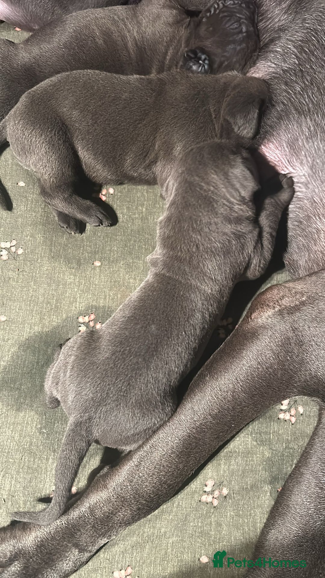 Cane Corso dogs for sale: Pure Blue Cane Corso puppies for sale - Advert 5