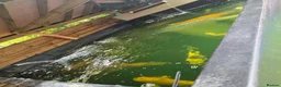 Koi Carp fish for sale: Full pond setup for sale - Advert 8