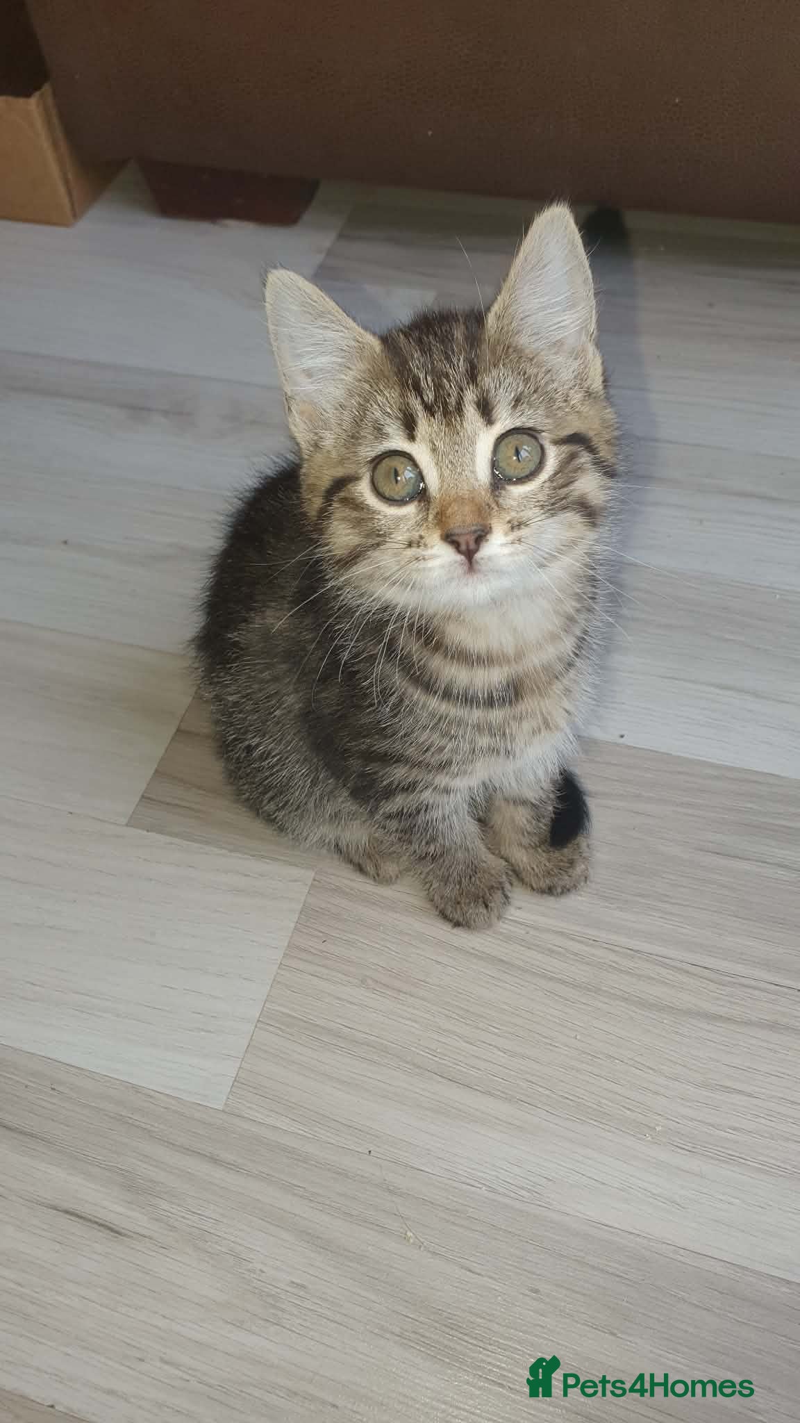 Mixed Breed cats Kittens - Advert 4