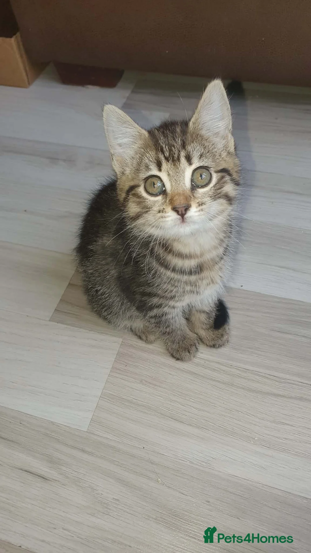 Mixed Breed cats for sale: Kittens - Advert 1