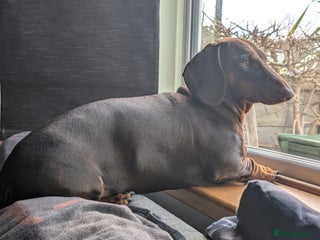 Dachshund dogs in Wellington - Advert 1