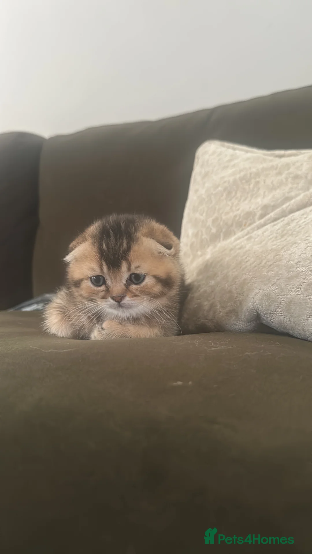 Scottish Fold cats for sale: Scottish fold kittens in London - Advert 7