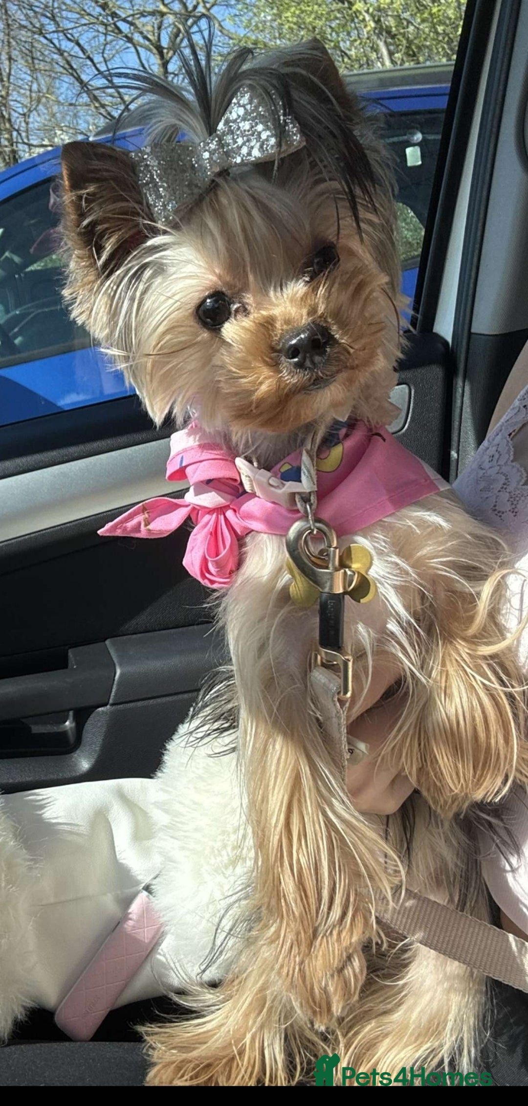 Yorkshire Terrier dogs for sale: Last female Yorkshire Terrier puppy left - Image 39