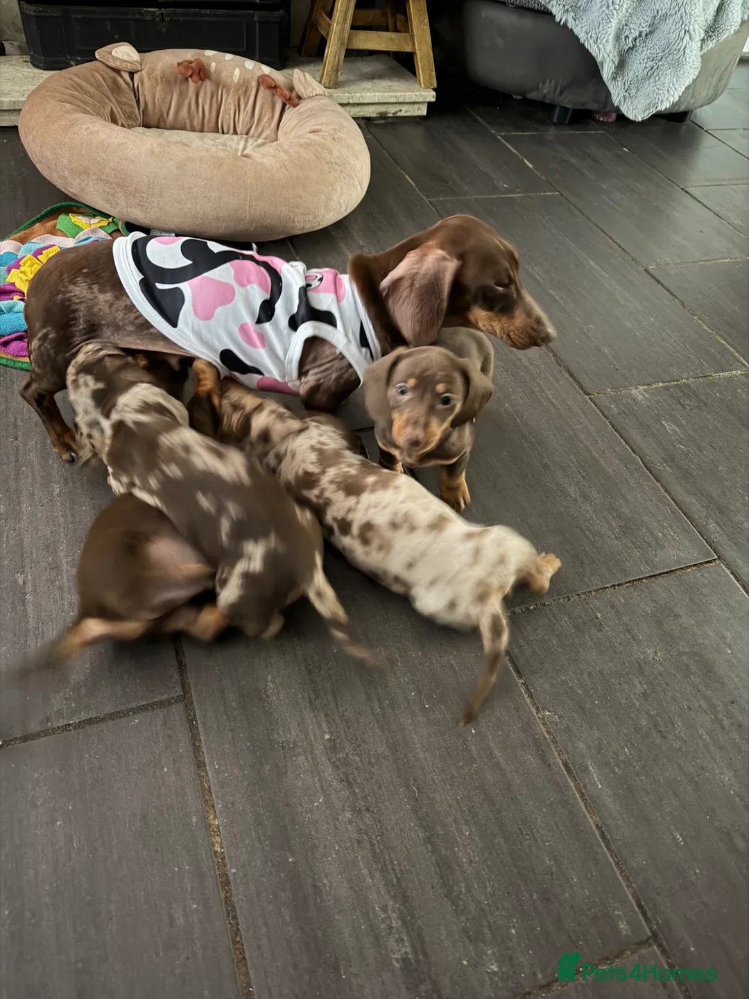 Miniature Dachshund dogs for sale: Miniature dachshund puppies  - Advert 1