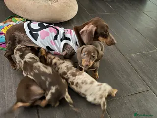 Miniature Dachshund dogs Miniature dachshund puppies - Advert 1