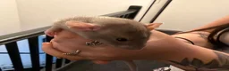 Rat rodents for sale: Adorable baby dumbo rats  - Advert 27
