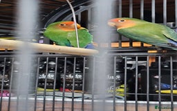 Lovebirds birds for sale: Pair bonded lovebirds - Image 6