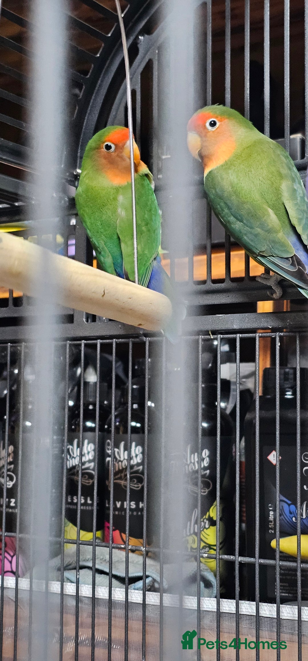 Lovebirds birds for sale: Pair bonded lovebirds - Image 6