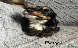 Mixed Breed dogs for sale: Poodle x Biewer terrier boys  - Image 6
