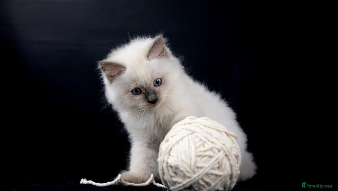 Ragdoll cats for sale: Perfectly raised Blue eyes Rag dollys  - Advert 5