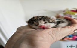 Domestic Shorthair cats for sale: Beautiful Girl Kitten ready to leave - Image 13