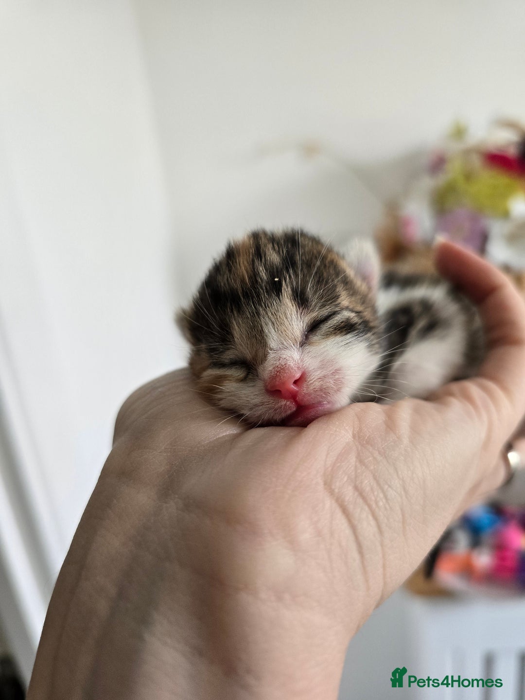 Domestic Shorthair cats for sale: Beautiful Girl Kitten ready to leave - Image 13