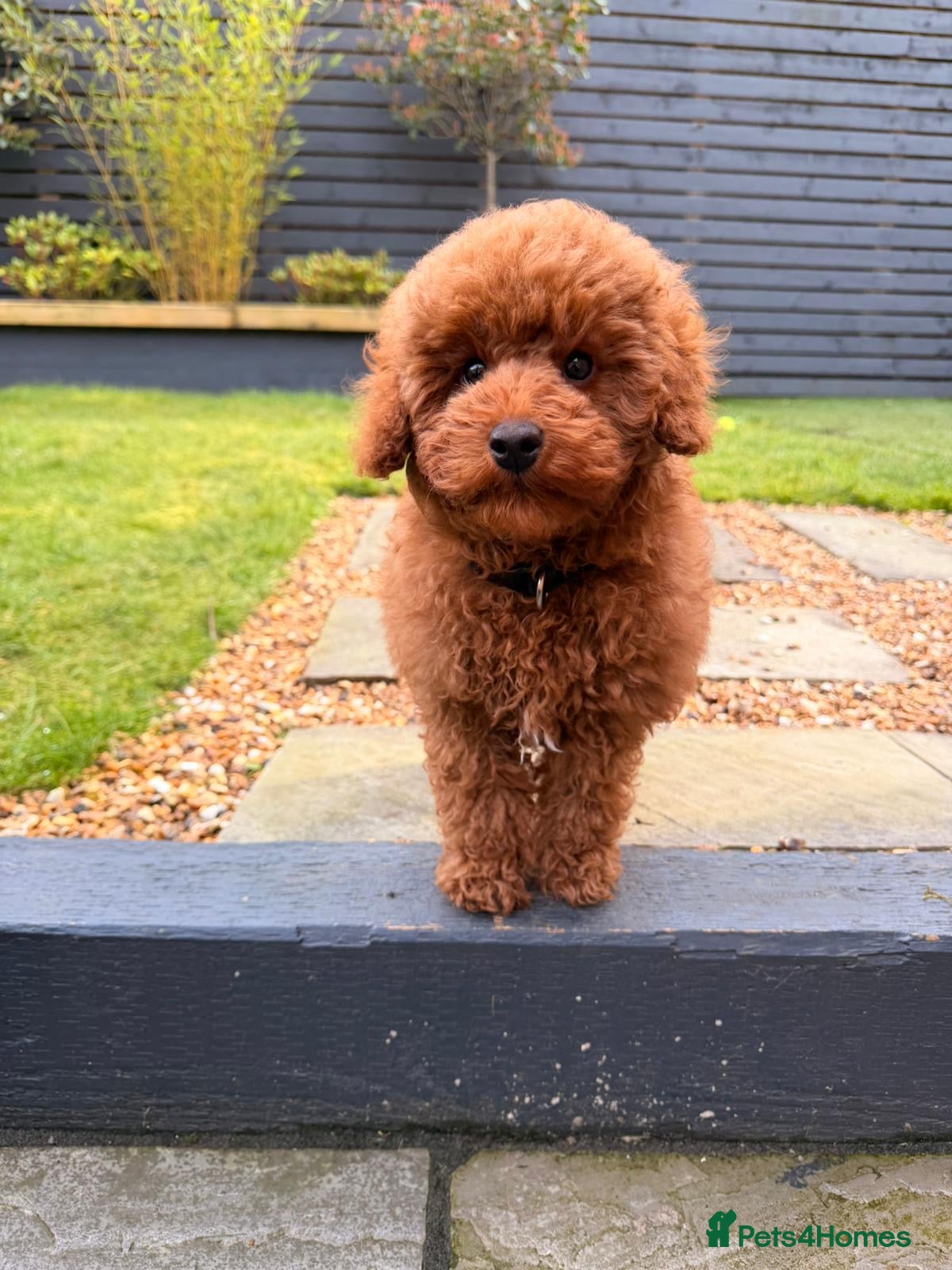 Toy Poodle dogs Red boy available  - Advert 5