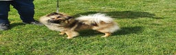 German Spitz dogs for sale: Bluey & Bingo looking for Loving Homes.  - Advert 39