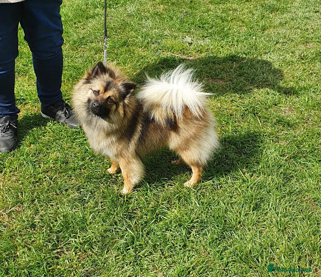 German Spitz dogs for sale: Bluey & Bingo looking for Loving Homes.  - Advert 39