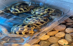 Tortoise reptiles for sale: Hermann Hatchlings  - Image 2