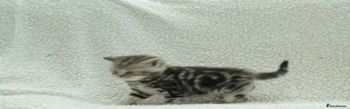 British Shorthair 2