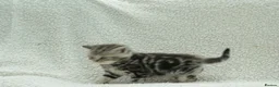 British Shorthair cats for sale: Gccf registered British Shorthair silver tabby's  - Advert 6