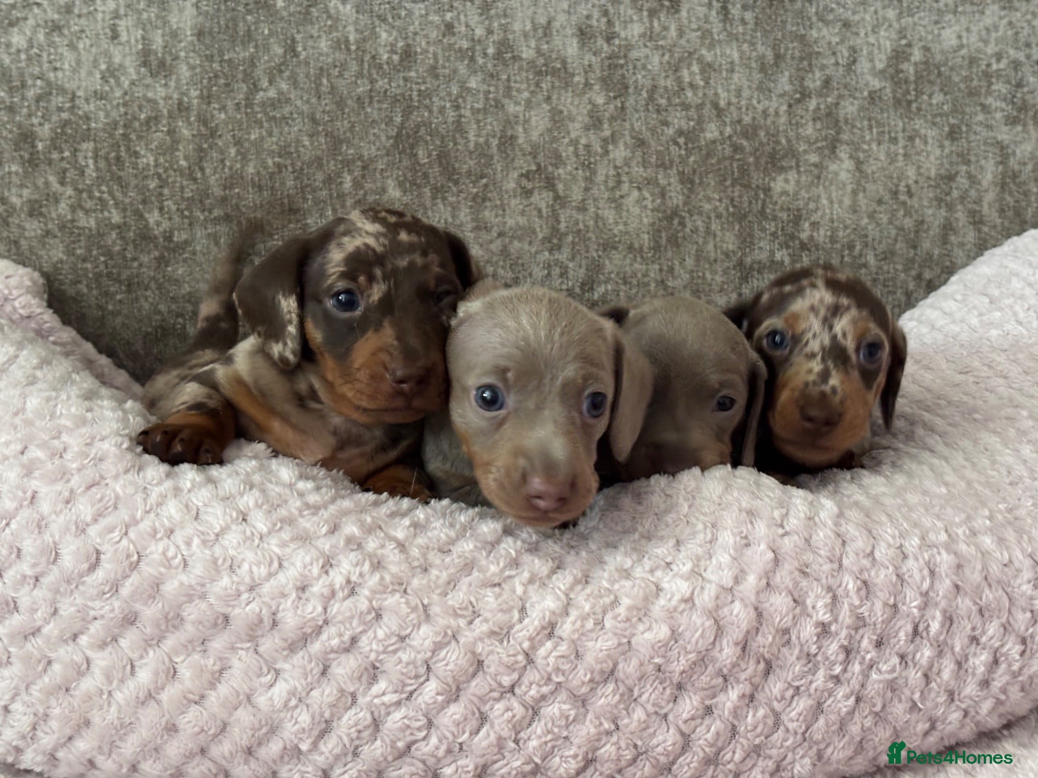Miniature Dachshund dogs Miniature Dachshunds Smooth Haired  - Advert 1