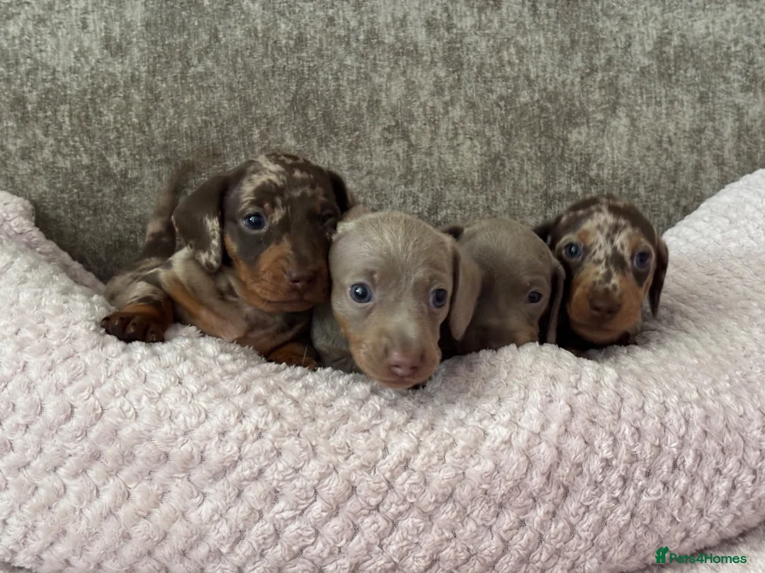Miniature Dachshund dogs for sale: Miniature Dachshunds Smooth Haired KC Registered. - Advert 1