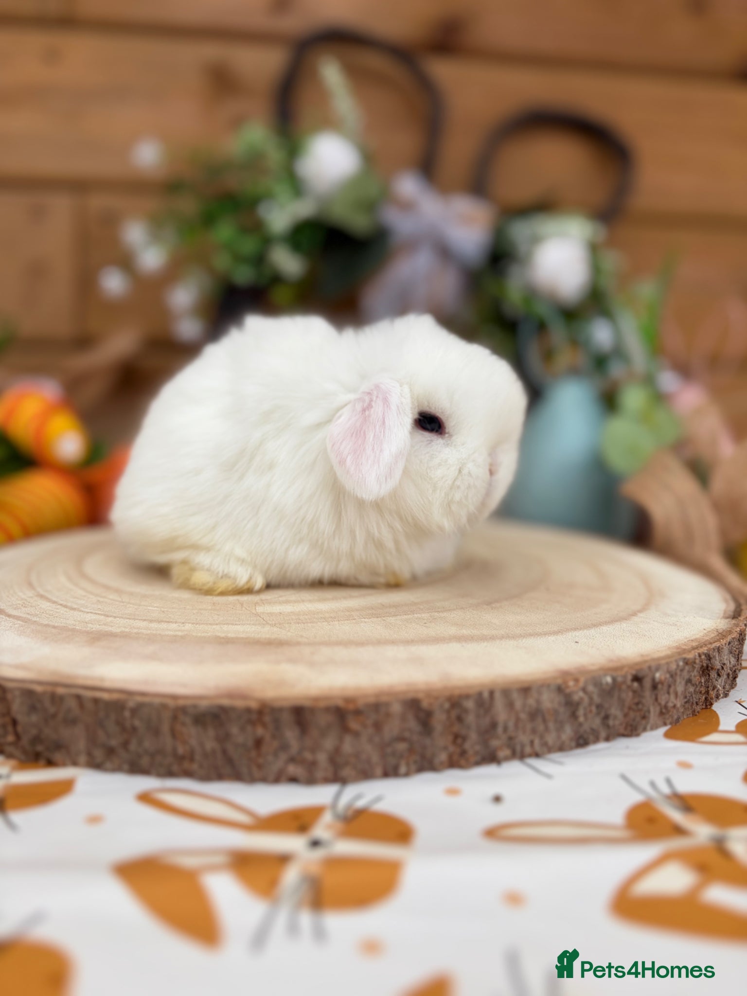 Mini Lop rabbits Well Socialised Mini Lop Babies  - Advert 1