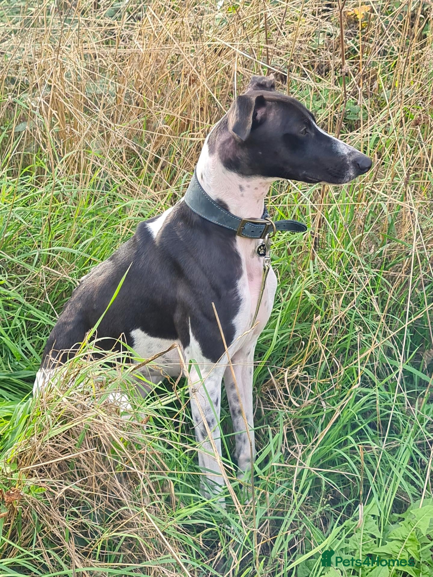 Lurcher dogs MILO, male lurcher in rescue - Advert 1