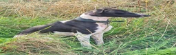Lurcher dogs for adoption: MILO, male lurcher in rescue - Advert 1